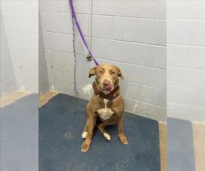 American Pit Bull Terrier-Labrador Retriever Mix Dogs for adoption in Woodland, CA, USA