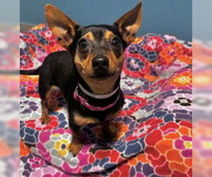 Dachshund Dogs for adoption in Salinas, CA, USA