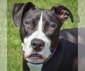 American Staffordshire Terrier-Boxer Mix Dogs for adoption in Huntley, IL, USA