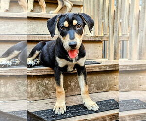 Catahoula Leopard Dog-Rottweiler Mix Dogs for adoption in Chicago, IL, USA