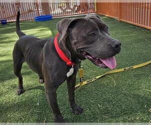 American Pit Bull Terrier-Unknown Mix Dogs for adoption in Las Vegas, NV, USA