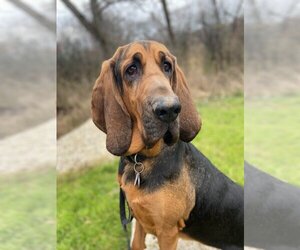 Bloodhound Dogs for adoption in Woodstock, IL, USA