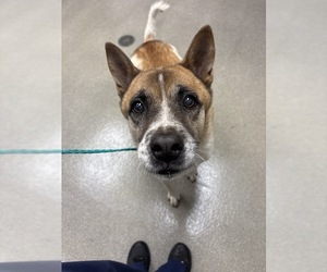 Akita-Unknown Mix Dogs for adoption in Las Vegas, NV, USA