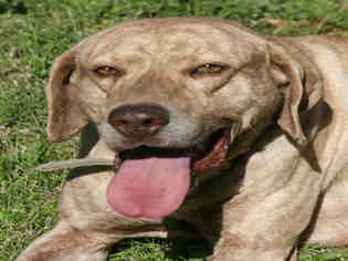 Catahoula Leopard Dog Dogs for adoption in Lufkin, TX, USA