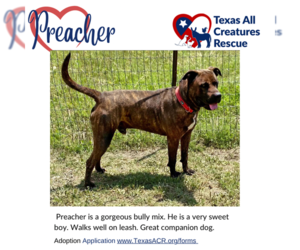 American Staffordshire Terrier-Unknown Mix Dogs for adoption in Lillian, TX, USA