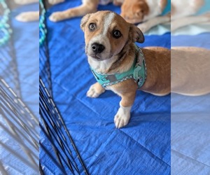Retriever -Unknown Mix Dogs for adoption in Holly Springs, NC, USA