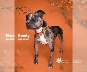 Catahoula Leopard Dog-Unknown Mix Dogs for adoption in Riverside, CA, USA