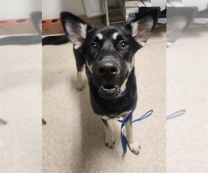 German Shepherd Dog-Unknown Mix Dogs for adoption in Bakersfield, CA, USA