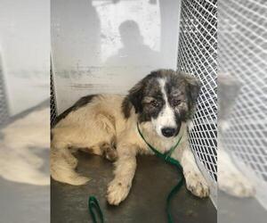 Bearded Collie Dogs for adoption in Bakersfield, CA, USA