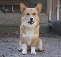Pembroke Welsh Corgi Dogs for adoption in West Columbia, SC, USA