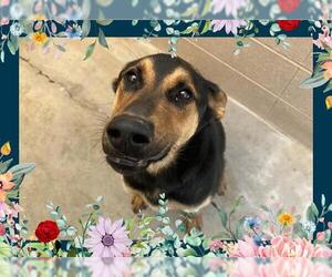 German Shepherd Dog Dogs for adoption in Ojai, CA, USA