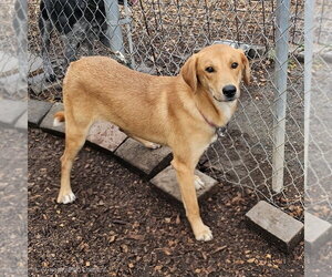 Mutt Dogs for adoption in Bloomingdale, NJ, USA
