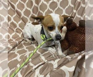 Chihuahua Dogs for adoption in Modesto, CA, USA