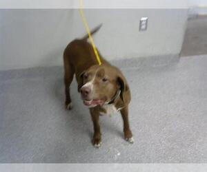 Labrador Retriever-Unknown Mix Dogs for adoption in Pasadena, TX, USA