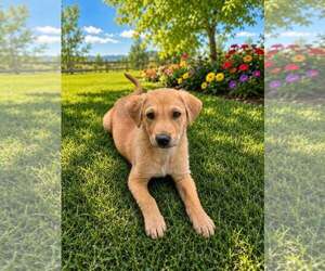 Golden Labrador Dogs for adoption in MIDWAY, UT, USA