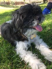 Shih Tzu Dogs for adoption in La Verne , CA, USA