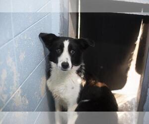 Border Collie-Unknown Mix Dogs for adoption in Mountain Home, AR, USA