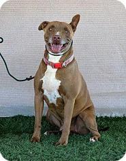 American Pit Bull Terrier-Unknown Mix Dogs for adoption in La Quinta, CA, USA