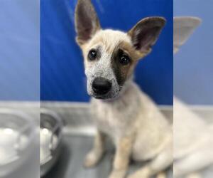 Border Collie-Unknown Mix Dogs for adoption in Visalia, CA, USA