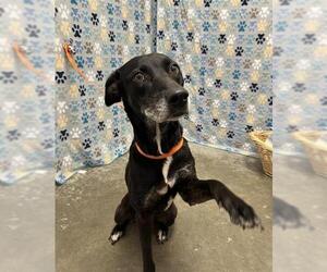 Labrador Retriever-Unknown Mix Dogs for adoption in Rosenberg, TX, USA