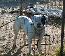 American Pit Bull Terrier-Bulldog Mix Dogs for adoption in Tonopah, AZ, USA