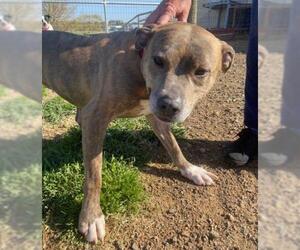 American Pit Bull Terrier-Unknown Mix Dogs for adoption in Augusta, WV, USA