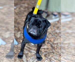 Pug Dogs for adoption in New York, NY, USA
