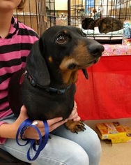 Dachshund Dogs for adoption in Maryville, TN, USA