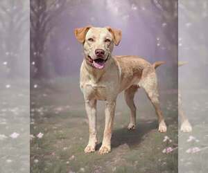 Retriever -Unknown Mix Dogs for adoption in Talladega, AL, USA