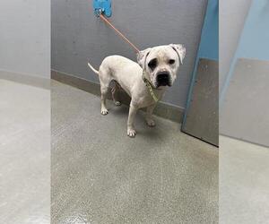 Mutt Dogs for adoption in Las Vegas, NV, USA