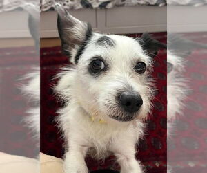 Mutt Dogs for adoption in San Diego, CA, USA