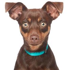 Medium Photo #1 Miniature Pinscher Puppy For Sale in West Hollywood, CA, USA