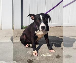 American Staffordshire Terrier-Unknown Mix Dogs for adoption in Louisville, KY, USA