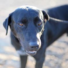Plott Hound Dogs for adoption in New York City, NY, USA