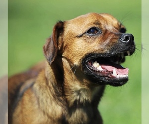 Boston Huahua Dogs for adoption in Chester, NJ, USA
