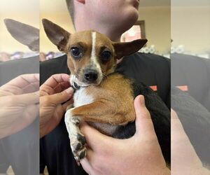 Chihuahua-Unknown Mix Dogs for adoption in Martinsburg, WV, USA