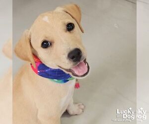 Australian Shepherd-Unknown Mix Dogs for adoption in Washington, DC, USA
