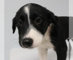 Borador Dogs for adoption in Neillsville, WI, USA