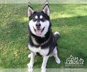 Alusky Dogs for adoption in Irvine, CA, USA