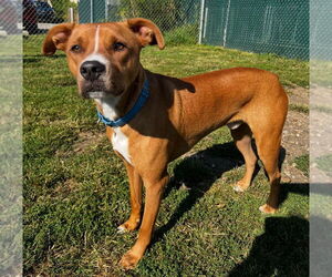Boxador Dogs for adoption in South Bend, IN, USA