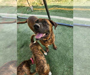 Boxer-Mastiff Mix Dogs for adoption in garner, NC, USA