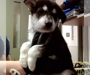 Dutch Shepherd -Siberian Husky Mix Dogs for adoption in Martinez, CA, USA
