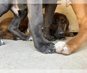Mutt Dogs for adoption in Oklahoma City, OK, USA