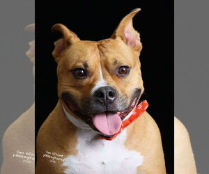 Mutt Dogs for adoption in Westwood, NJ, USA