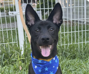 Mutt Dogs for adoption in San Ramon, CA, USA