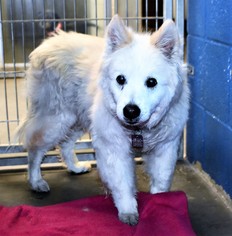American Eskimo Dog Dogs for adoption in San Jacinto, CA, USA