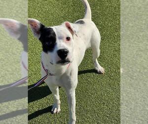 Pointer-Unknown Mix Dogs for adoption in Fayetteville, NC, USA