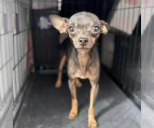 Chihuahua Dogs for adoption in Vail, AZ, USA
