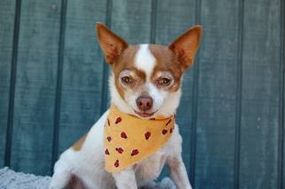 Medium Photo #1 Chihuahua-Unknown Mix Puppy For Sale in Dallas, TX, USA