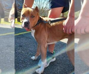 American Staffordshire Terrier-Boxer Mix Dogs for adoption in Newnan, GA, USA